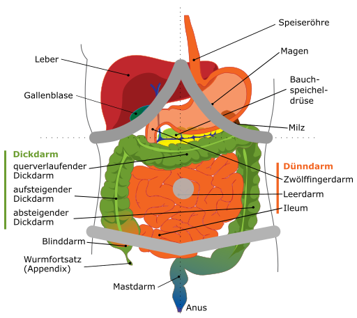 Sanit tsausbildungen Anatomie Und Physiologie Der Bauch Und 